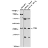 Western Blot - Anti-OIF Antibody (A16876) - Antibodies.com