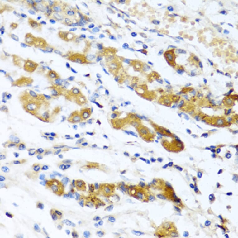 Immunohistochemistry - Anti-OIF Antibody (A16876) - Antibodies.com