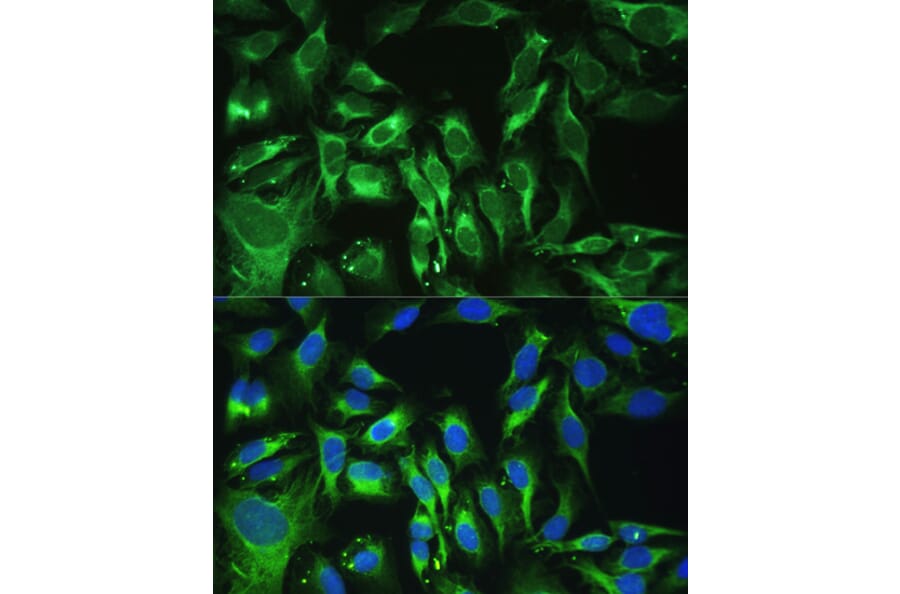 Immunofluorescence - Anti-OIF Antibody (A16876) - Antibodies.com