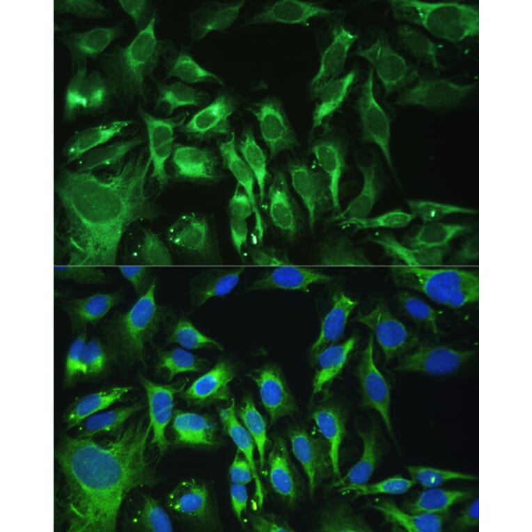 Immunofluorescence - Anti-OIF Antibody (A16876) - Antibodies.com