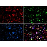 Immunofluorescence - Anti-PNK/PNKP Antibody (A16877) - Antibodies.com