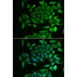 Immunofluorescence - Anti-RBP2 Antibody (A16878) - Antibodies.com