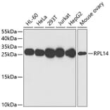 Western Blot - Anti-RPL14 Antibody (A16879) - Antibodies.com