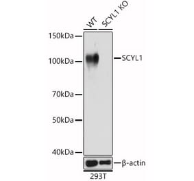 Western Blot - Anti-SCYL1 Antibody (A16880) - Antibodies.com