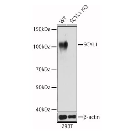 Western Blot - Anti-SCYL1 Antibody (A16880) - Antibodies.com