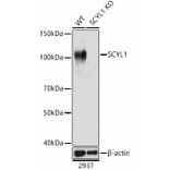 Western Blot - Anti-SCYL1 Antibody (A16880) - Antibodies.com
