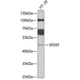 Western Blot - Anti-SPDEF / PSE Antibody (A16881) - Antibodies.com