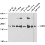 Western Blot - Anti-Surf1 Antibody (A16883) - Antibodies.com