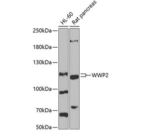 Western Blot - Anti-Wwp2 Antibody (A16884) - Antibodies.com