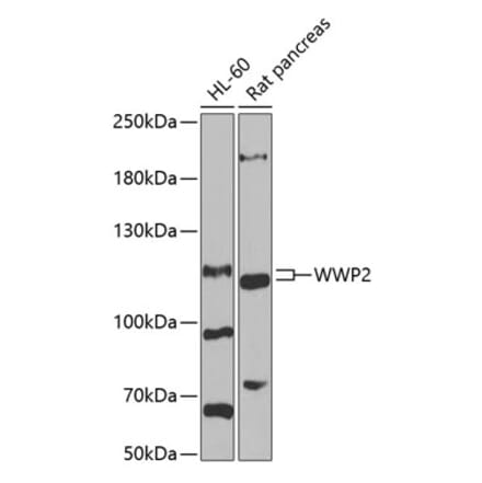 Western Blot - Anti-Wwp2 Antibody (A16884) - Antibodies.com