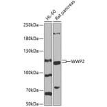 Western Blot - Anti-Wwp2 Antibody (A16884) - Antibodies.com