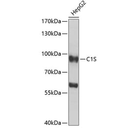 Western Blot - Anti-C1s Antibody (A16887) - Antibodies.com