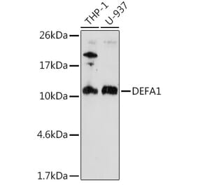 Western Blot - Anti-alpha Defensin 1 Antibody (A16888) - Antibodies.com