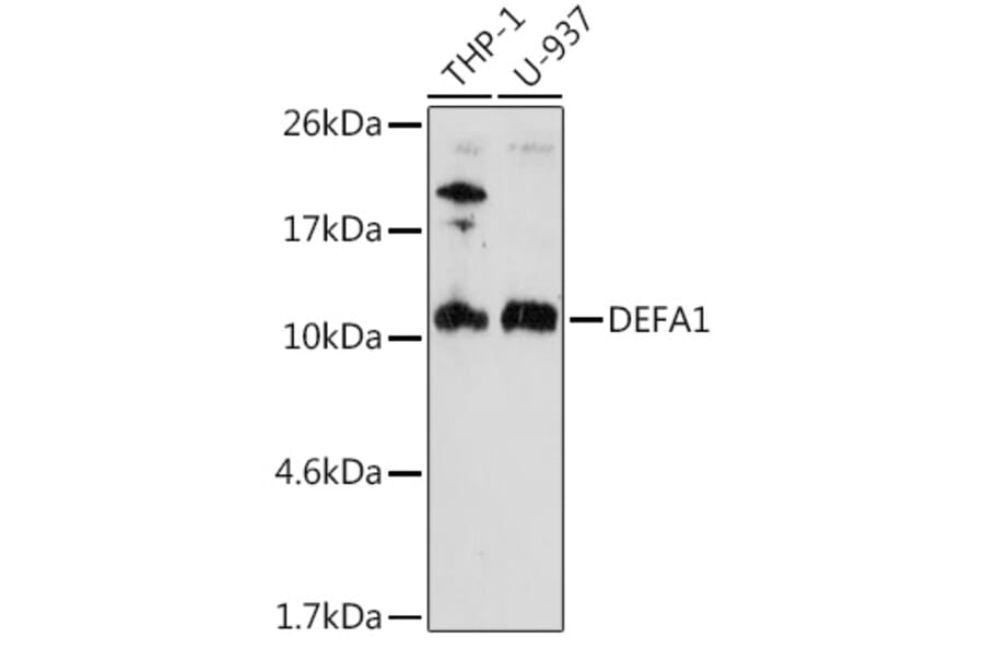 Western Blot - Anti-alpha Defensin 1 Antibody (A16888) - Antibodies.com
