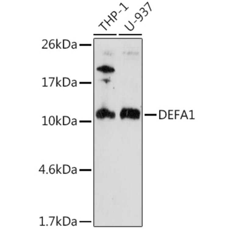 Western Blot - Anti-alpha Defensin 1 Antibody (A16888) - Antibodies.com