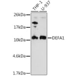 Western Blot - Anti-alpha Defensin 1 Antibody (A16888) - Antibodies.com
