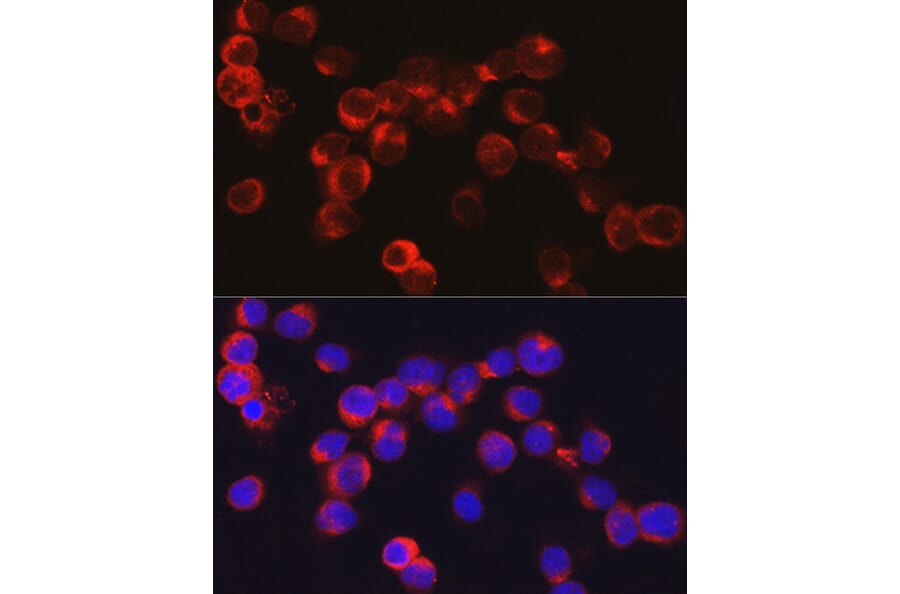 Immunofluorescence - Anti-alpha Defensin 1 Antibody (A16888) - Antibodies.com