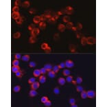 Immunofluorescence - Anti-alpha Defensin 1 Antibody (A16888) - Antibodies.com