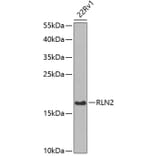 Western Blot - Anti-Relaxin 2/RLN2 Antibody (A16890) - Antibodies.com