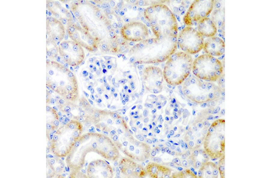 Immunohistochemistry - Anti-Relaxin 2/RLN2 Antibody (A16890) - Antibodies.com
