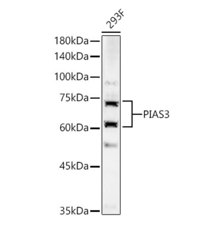 Western Blot - Anti-PIAS3 Antibody (A16891) - Antibodies.com