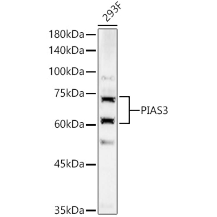 Western Blot - Anti-PIAS3 Antibody (A16891) - Antibodies.com