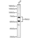 Western Blot - Anti-PIAS3 Antibody (A16891) - Antibodies.com