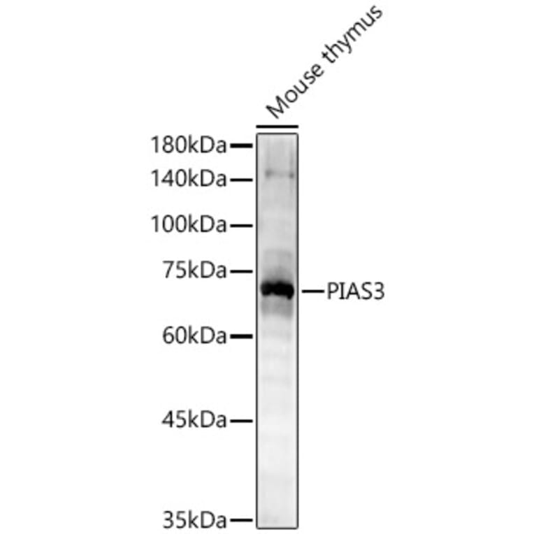 Western Blot - Anti-PIAS3 Antibody (A16891) - Antibodies.com