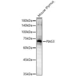 Western Blot - Anti-PIAS3 Antibody (A16891) - Antibodies.com