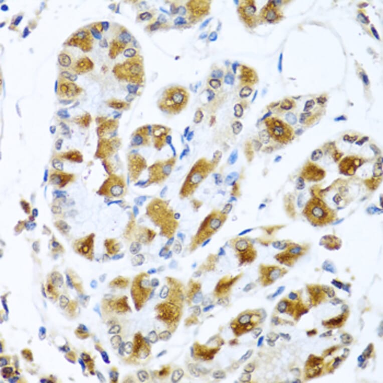 Immunohistochemistry - Anti-PIAS3 Antibody (A16891) - Antibodies.com