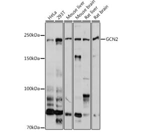 Western Blot - Anti-GCN2 Antibody (A16892) - Antibodies.com