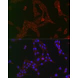Immunofluorescence - Anti-GCN2 Antibody (A16892) - Antibodies.com