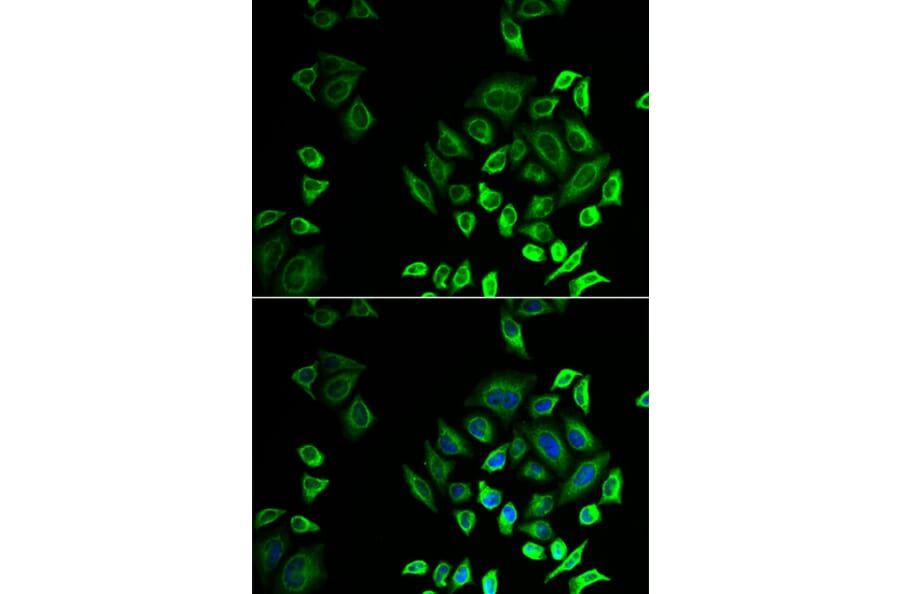 Immunofluorescence - Anti-SPLASH Antibody (A16893) - Antibodies.com