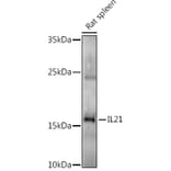 Western Blot - Anti-IL-21 Antibody (A16894) - Antibodies.com