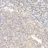 Immunohistochemistry - Anti-IL-21 Antibody (A16894) - Antibodies.com