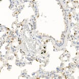 Immunohistochemistry - Anti-IL-21 Antibody (A16894) - Antibodies.com