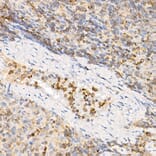 Immunohistochemistry - Anti-IL-21 Antibody (A16894) - Antibodies.com