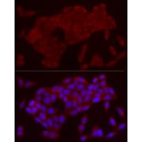 Immunofluorescence - Anti-IL-21 Antibody (A16894) - Antibodies.com