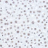 Immunohistochemistry - Anti-SETD5 Antibody (A16895) - Antibodies.com