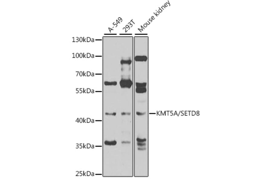 Western Blot - Anti-KMT5A/SETD8/Pr-SET7 Antibody (A16896) - Antibodies.com