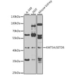 Western Blot - Anti-KMT5A/SETD8/Pr-SET7 Antibody (A16896) - Antibodies.com