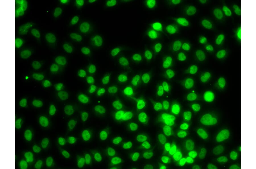Immunofluorescence - Anti-KMT5A/SETD8/Pr-SET7 Antibody (A16896) - Antibodies.com
