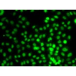Immunofluorescence - Anti-KMT5A/SETD8/Pr-SET7 Antibody (A16896) - Antibodies.com