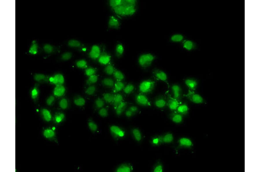 Immunofluorescence - Anti-WBSCR22 Antibody (A16897) - Antibodies.com