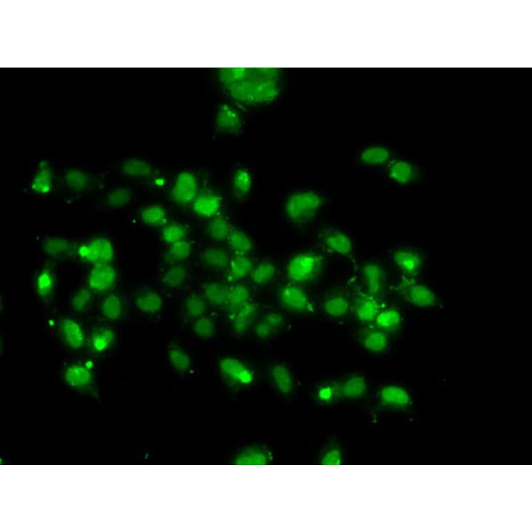 Immunofluorescence - Anti-WBSCR22 Antibody (A16897) - Antibodies.com