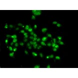 Immunofluorescence - Anti-WBSCR22 Antibody (A16897) - Antibodies.com