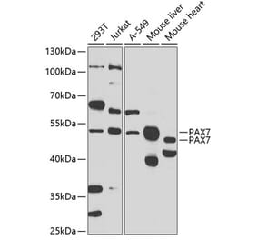 Western Blot - Anti-PAX7 Antibody (A16899) - Antibodies.com