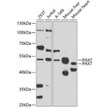 Western Blot - Anti-PAX7 Antibody (A16899) - Antibodies.com