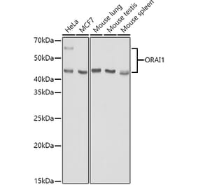 Western Blot - Anti-Orai1 Antibody (A16900) - Antibodies.com