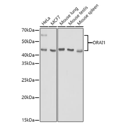 Western Blot - Anti-Orai1 Antibody (A16900) - Antibodies.com